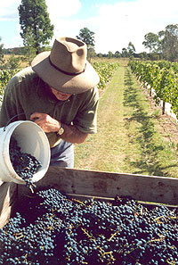 All grapes are hand-picked